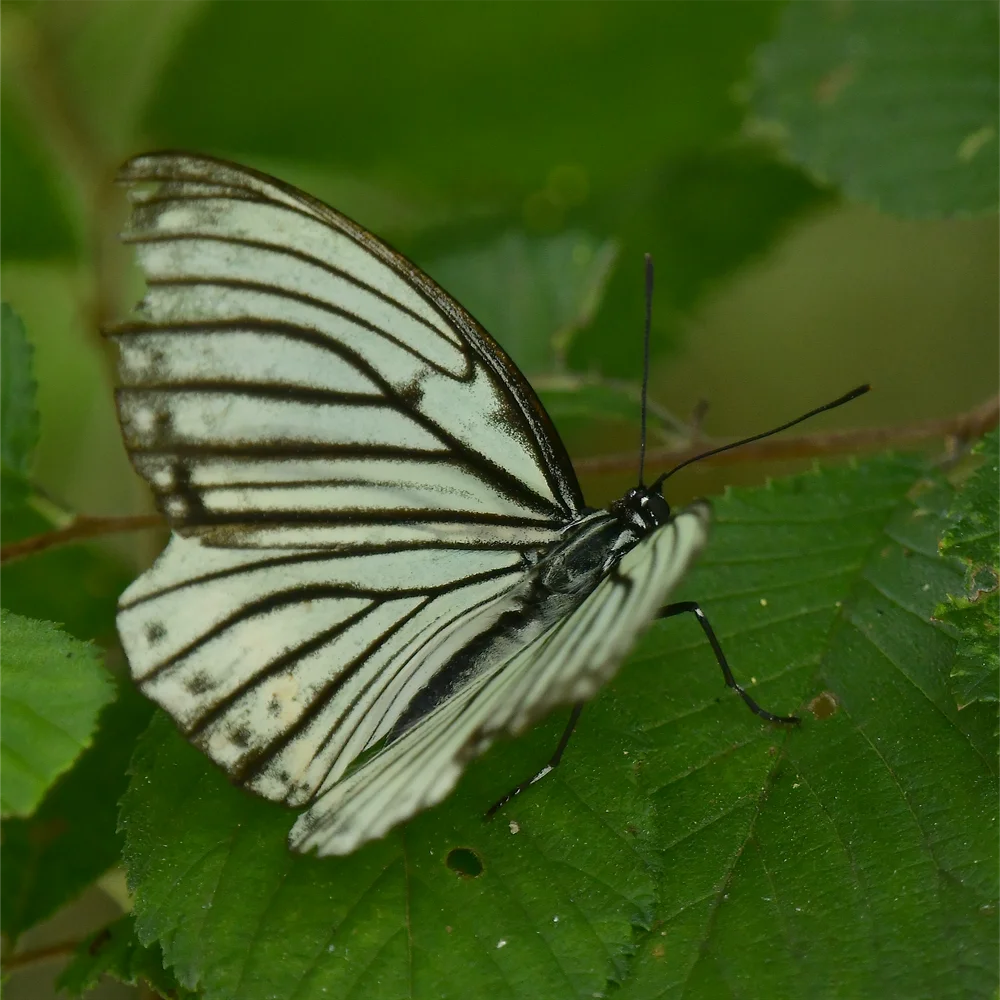 アカボシゴマダラ