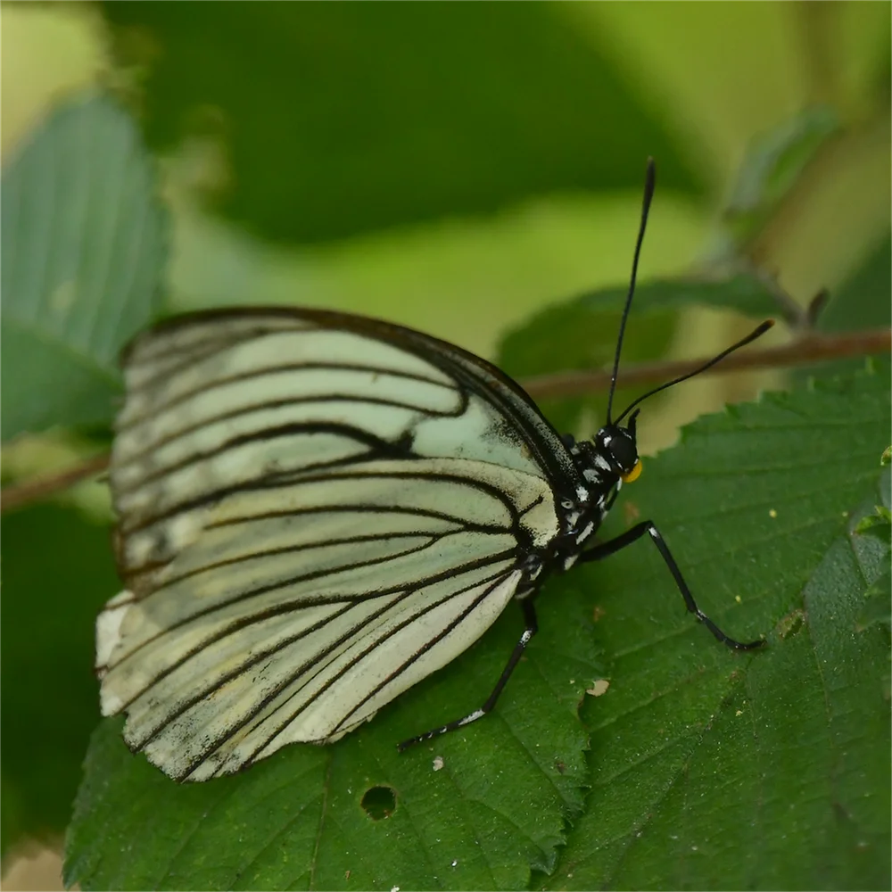 アカボシゴマダラ