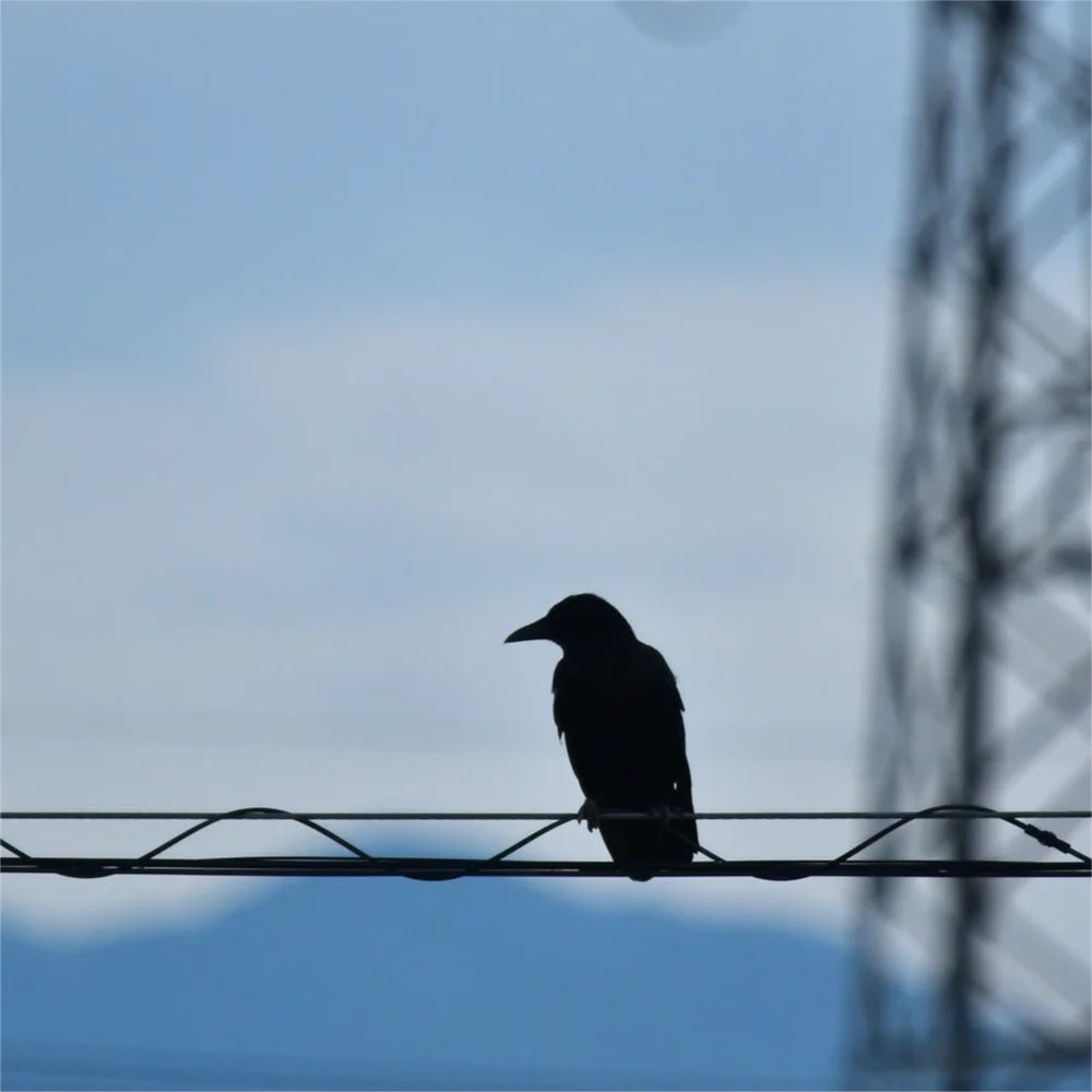 ハシボソガラス