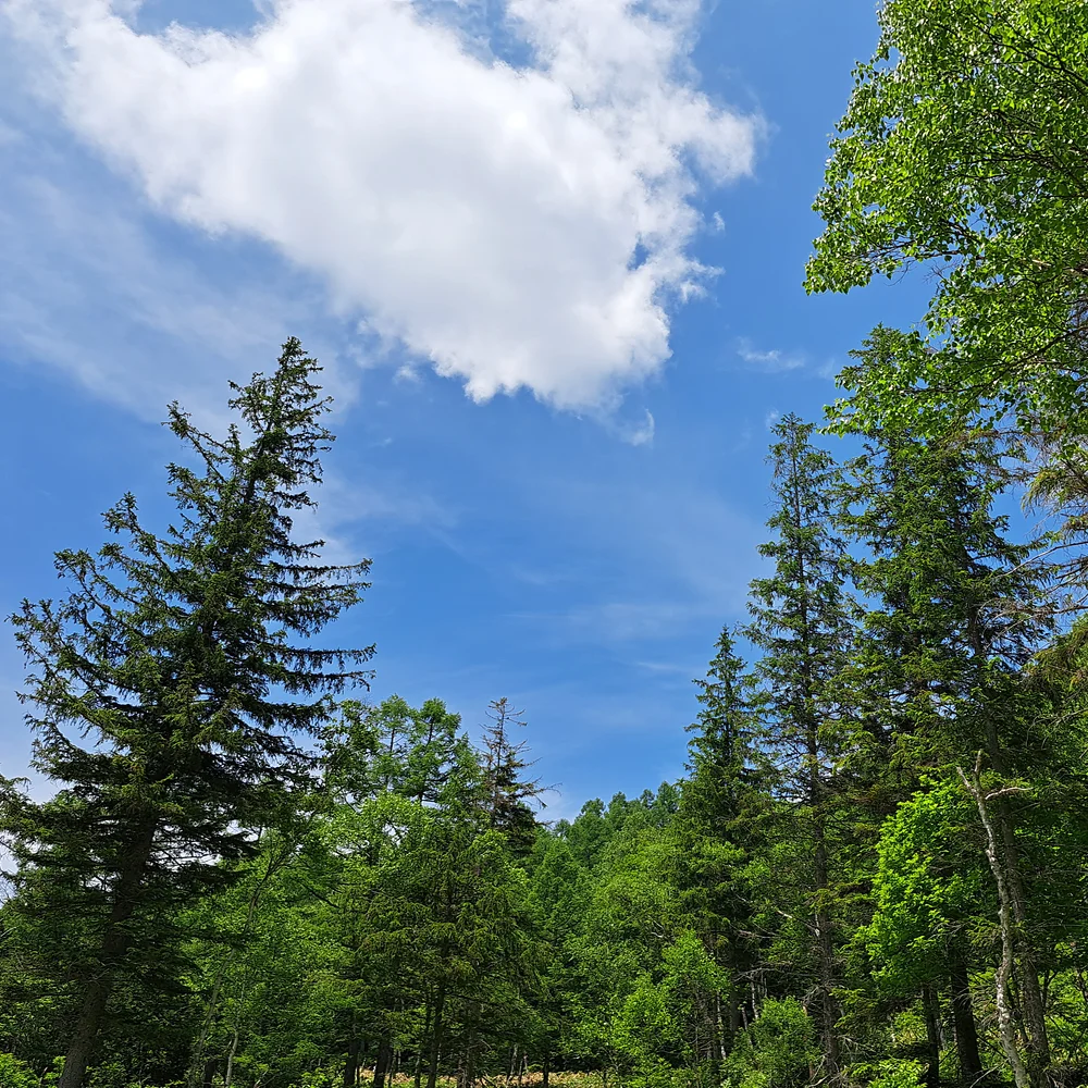 高原の青空と針葉樹