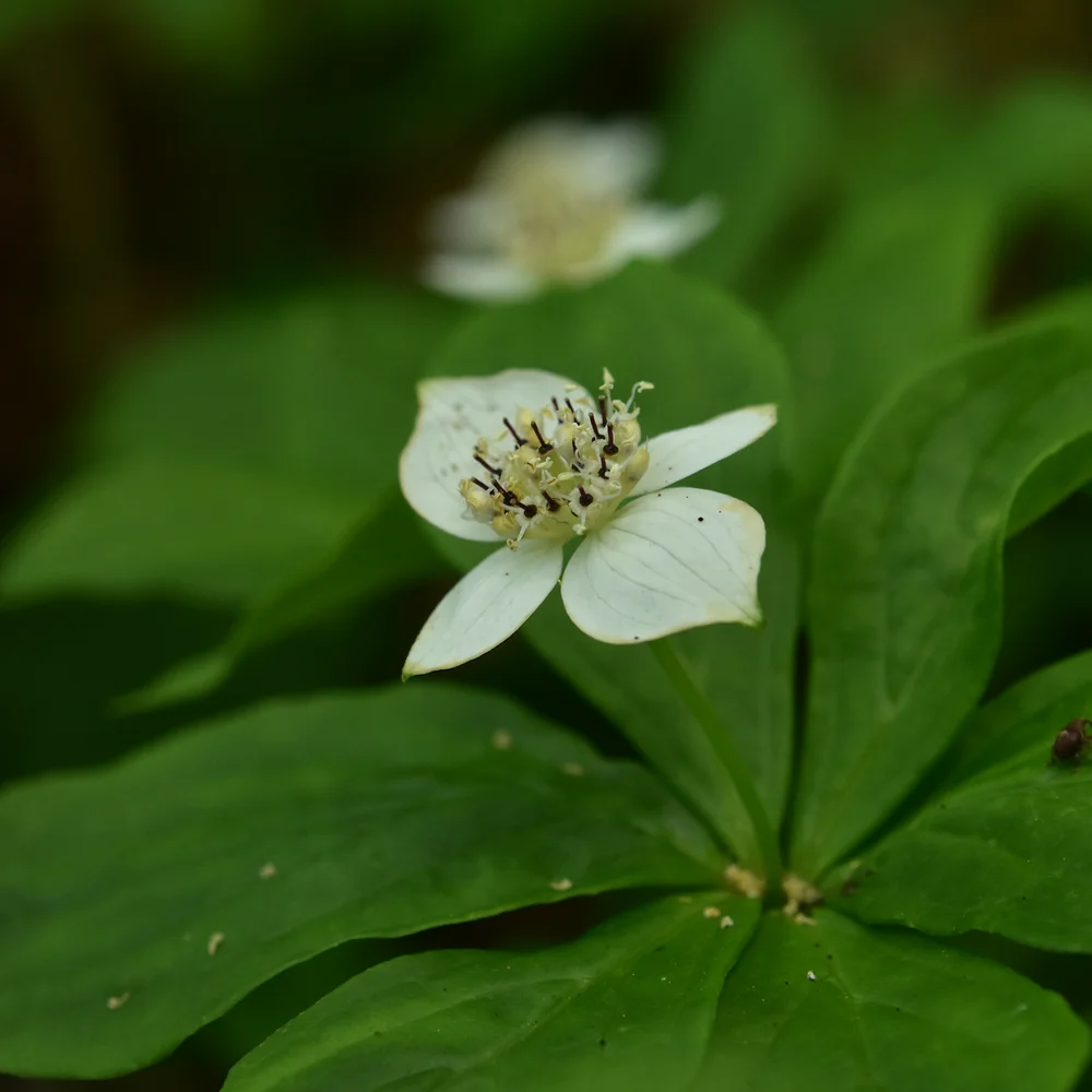 ゴゼンタチバナ