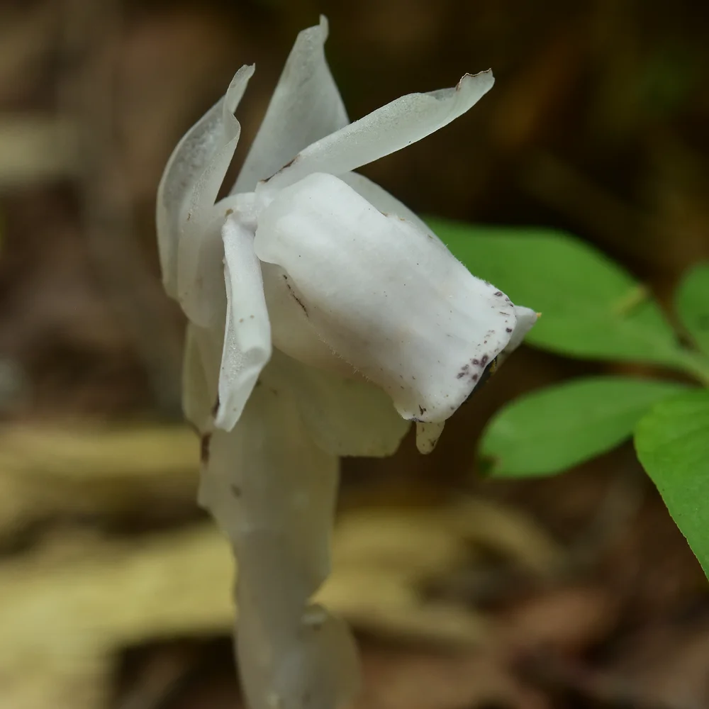 ギンリョウソウ