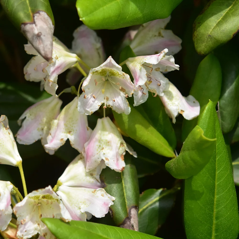 ハクサンシャクナゲ