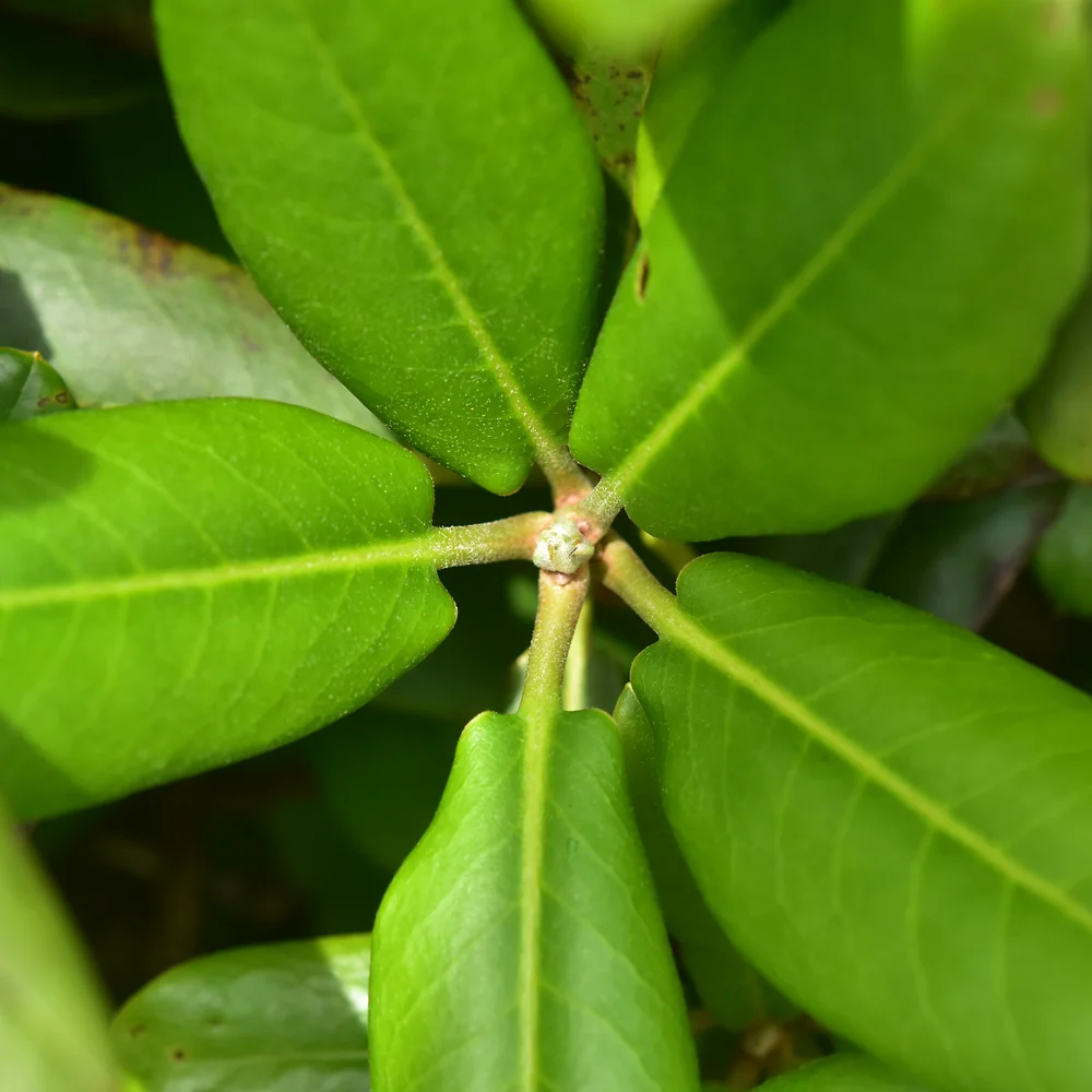 ハクサンシャクナゲ