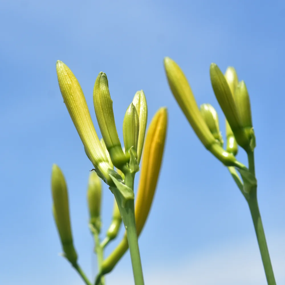 ニッコウキスゲ