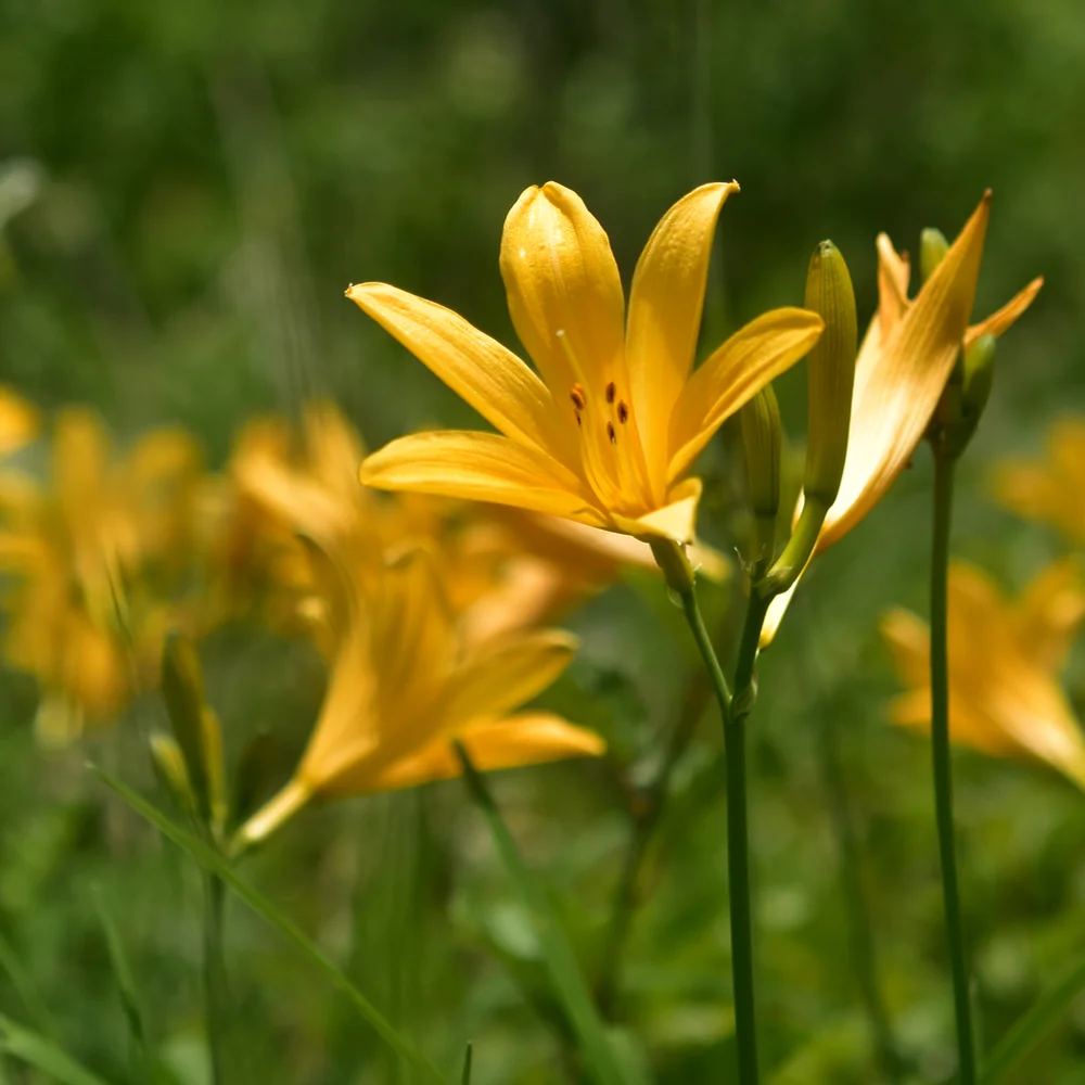 ニッコウキスゲ