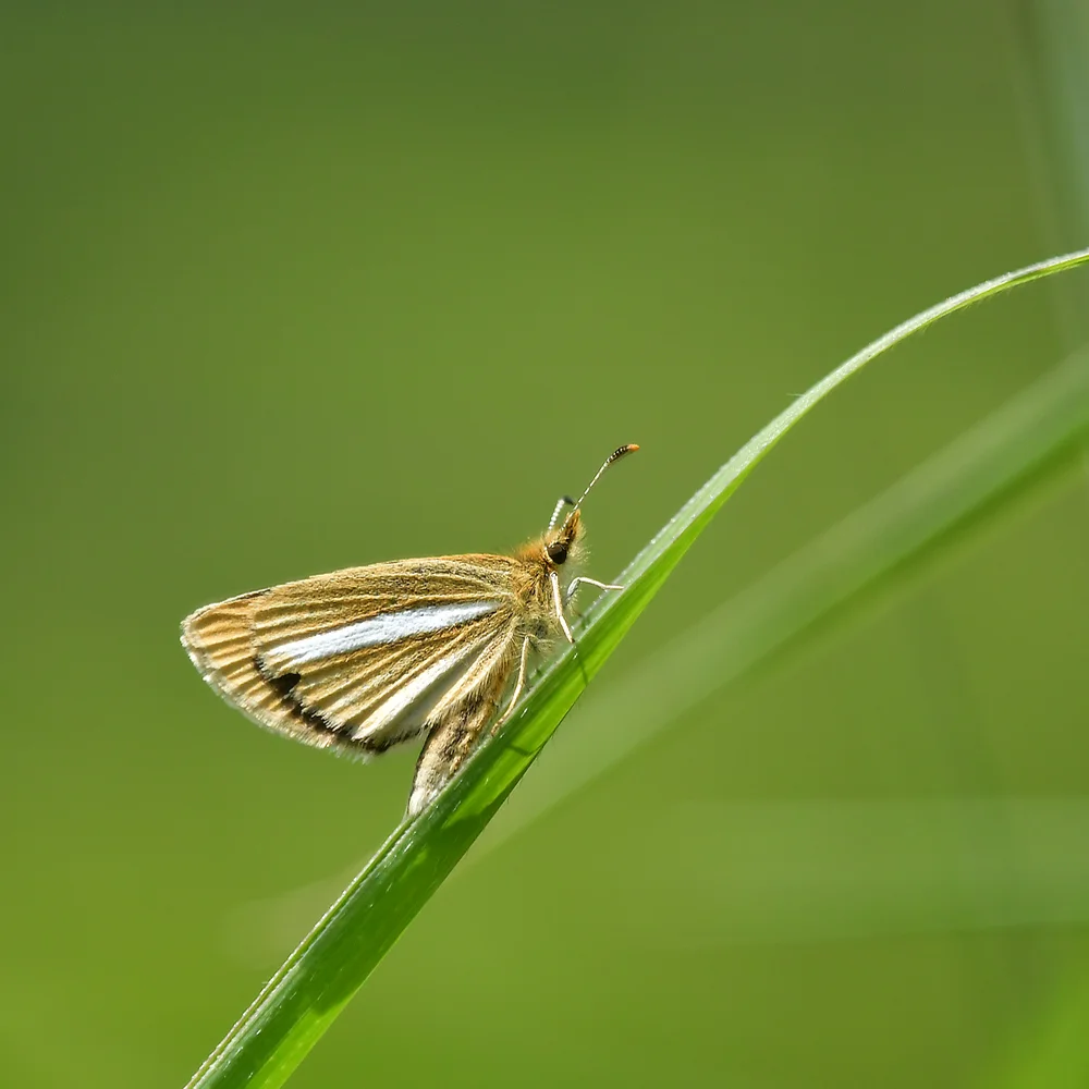 ギンイチモンジセセリ