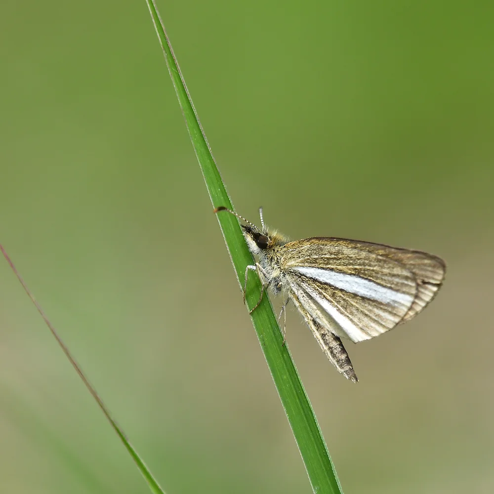 ギンイチモンジセセリ