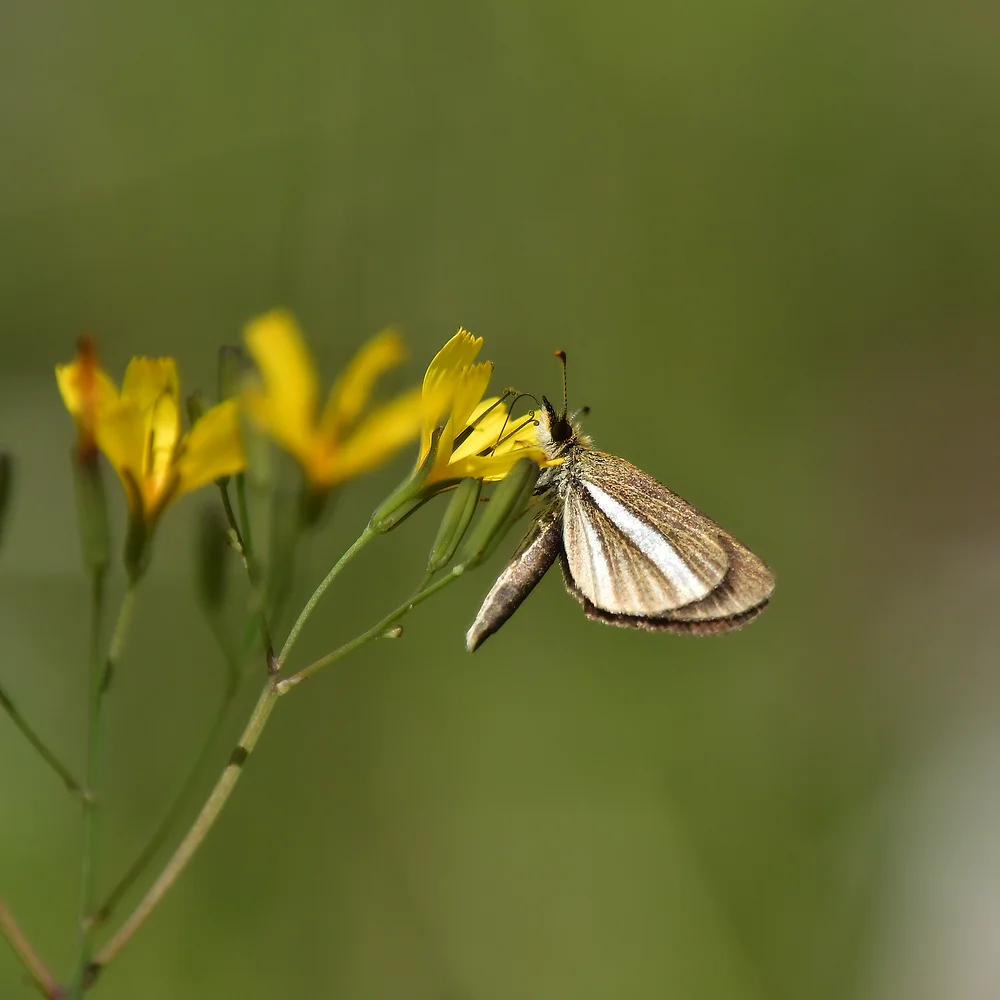 ギンイチモンジセセリ
