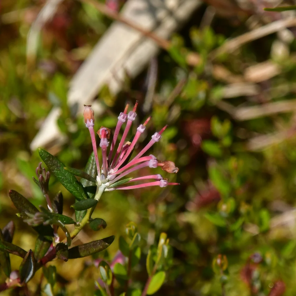 ヒメシャクナゲ