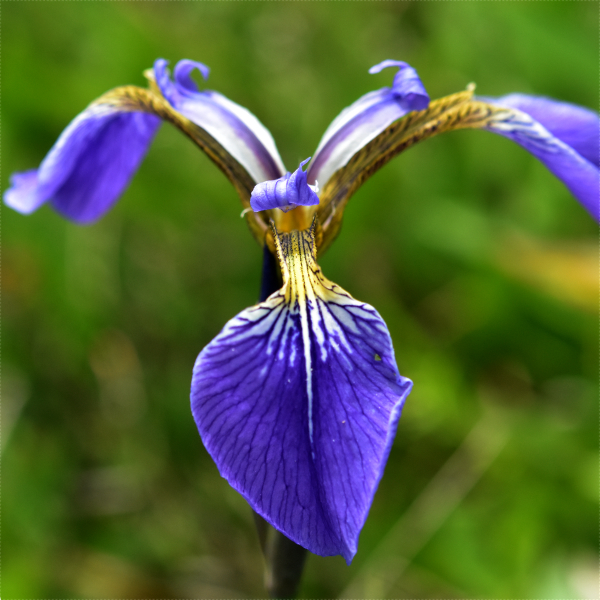 qIEMA