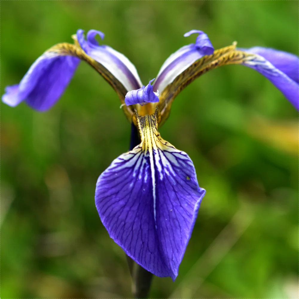 ヒオウギアヤメ