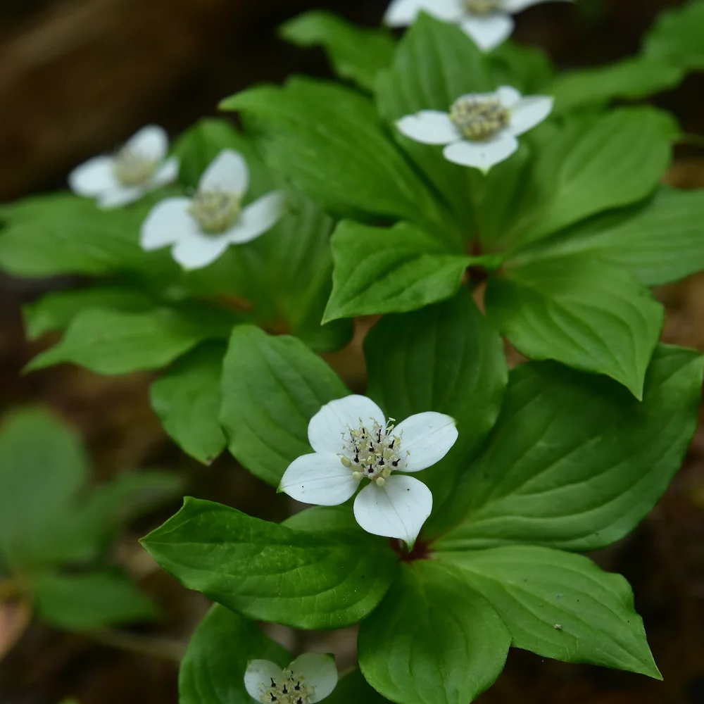 ゴゼンタチバナ