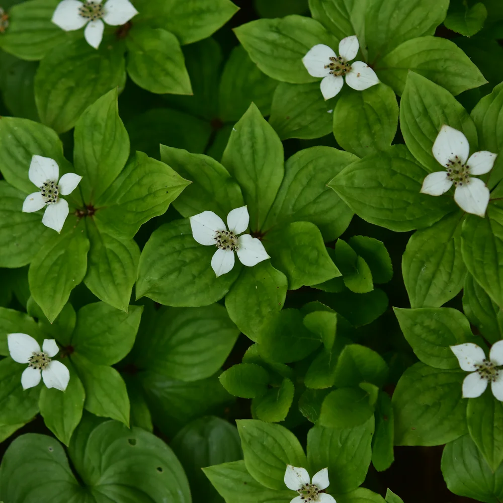 ゴゼンタチバナ