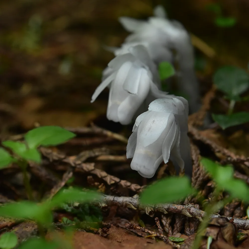 ギンリョウソウ