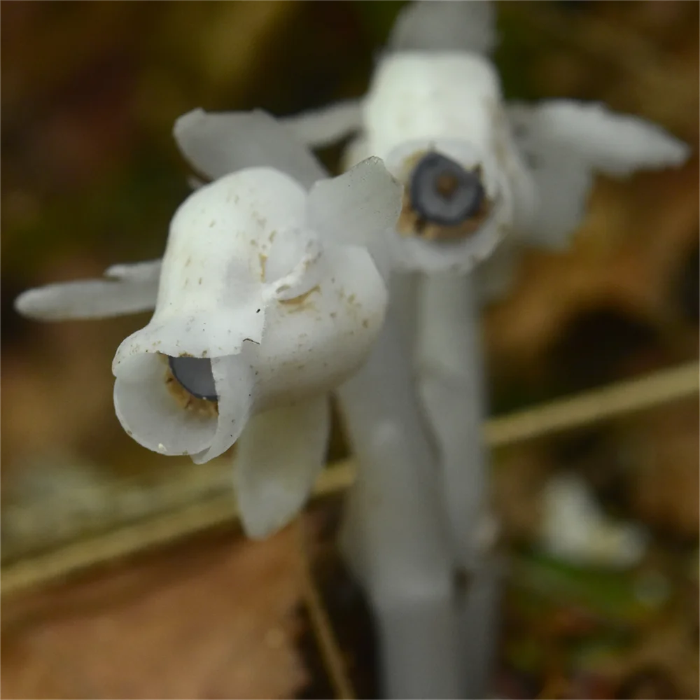 ギンリョウソウ