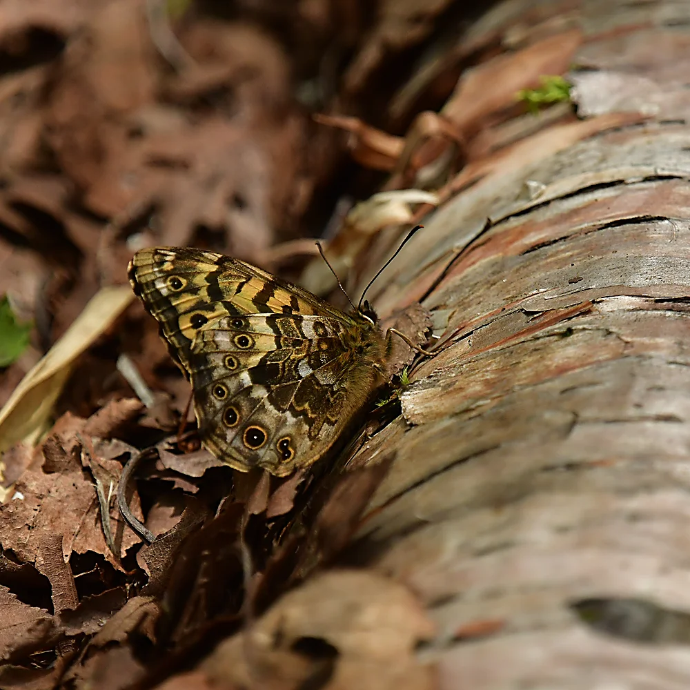ヤマキマダラヒカゲ