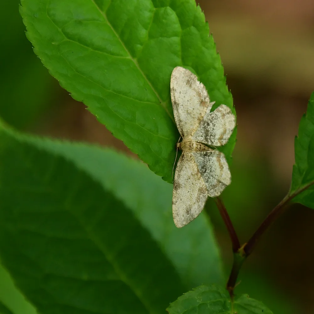 エダシャクの仲間