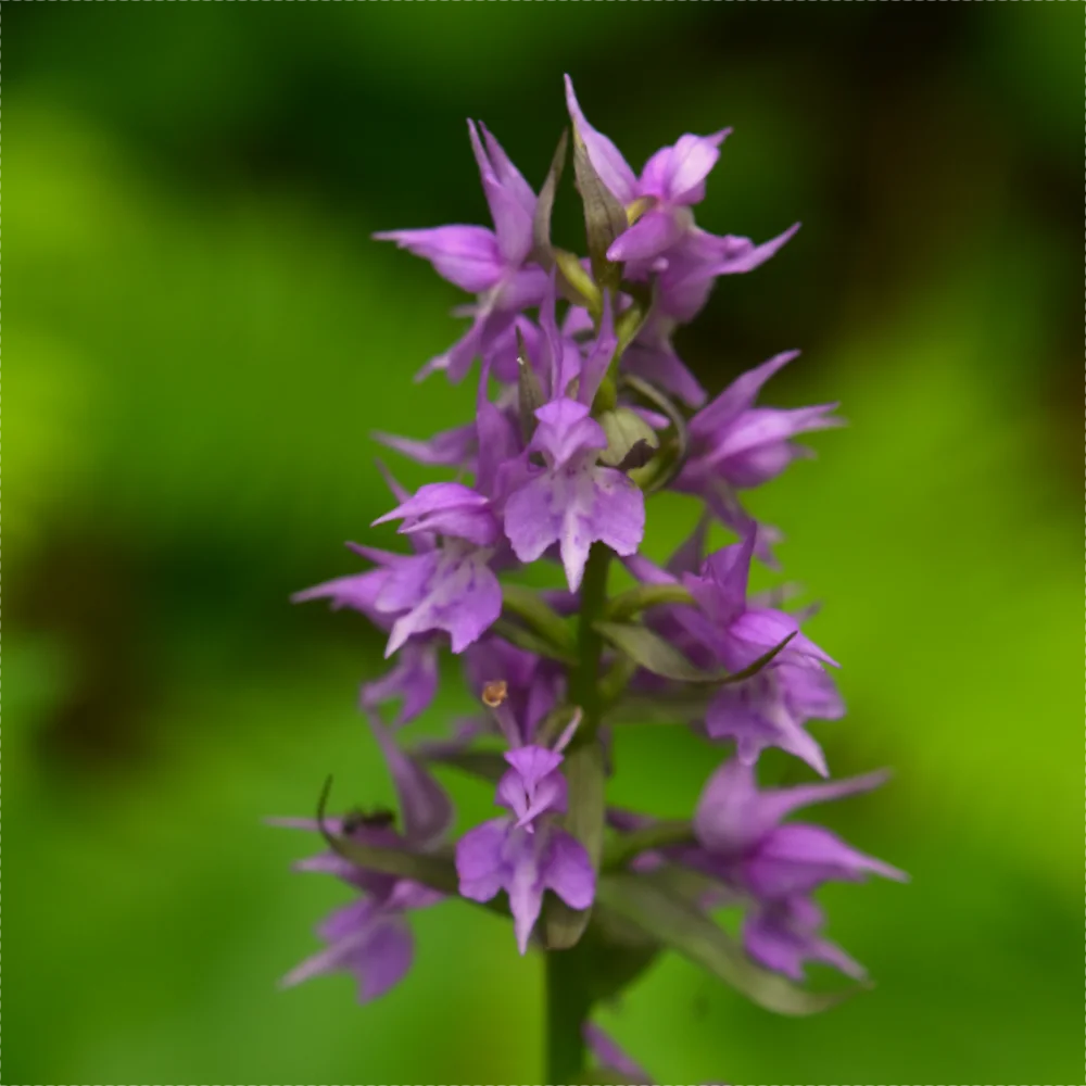 ハクサンチドリ