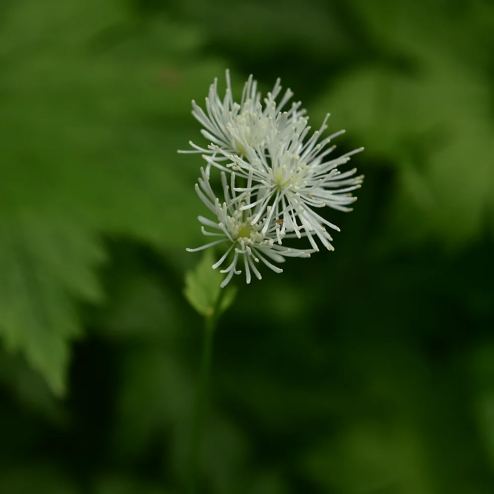 モミジカラマツ