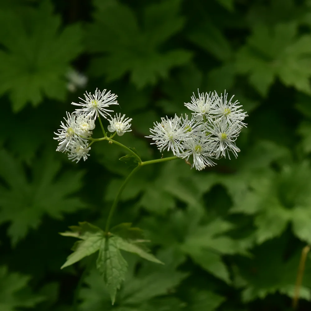 モミジカラマツ