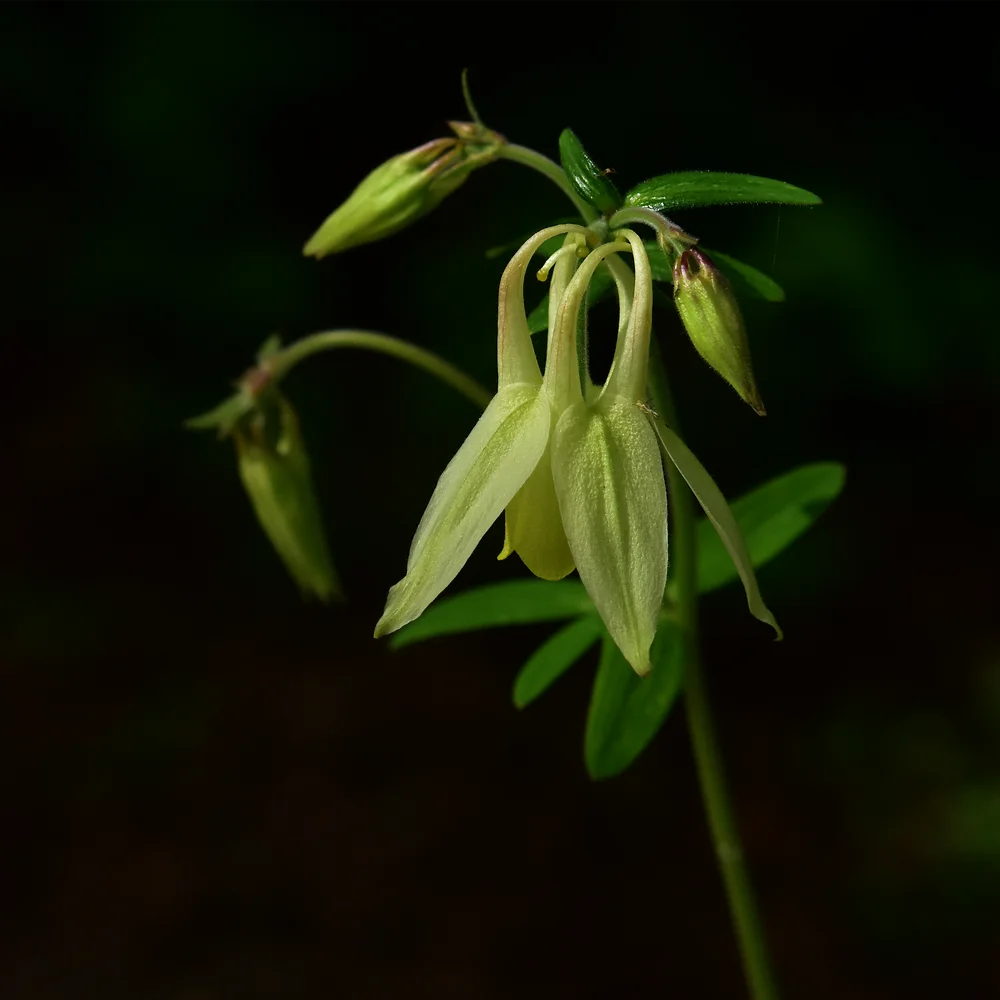 キバナヤマオダマキ