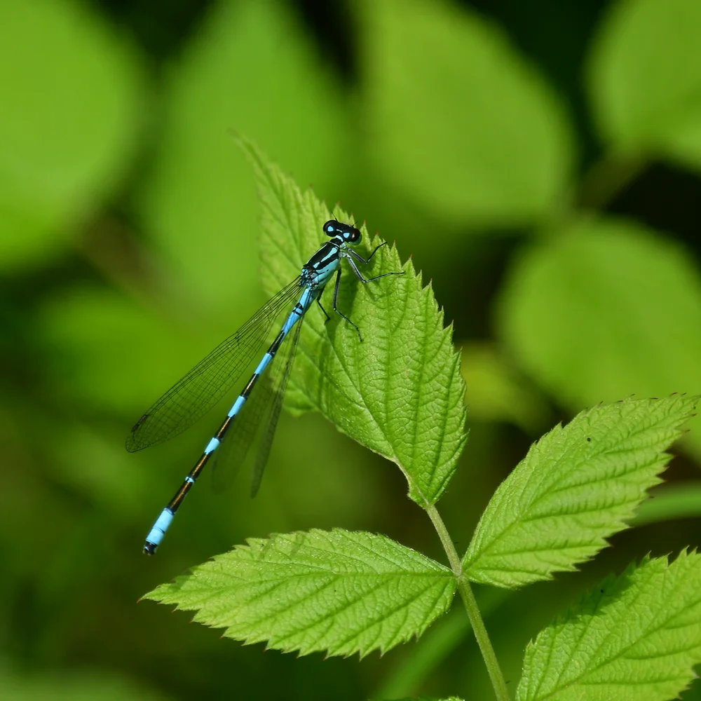 エゾイトトンボ