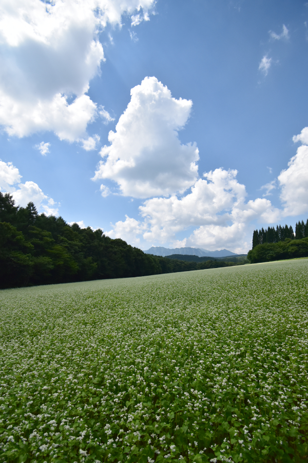 蕎麦畑