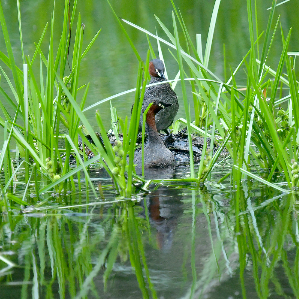 カイツブリ