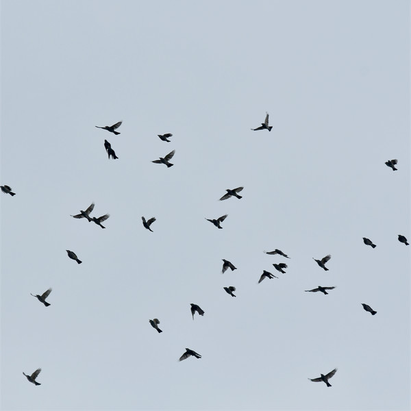 ヒヨドリの群れ