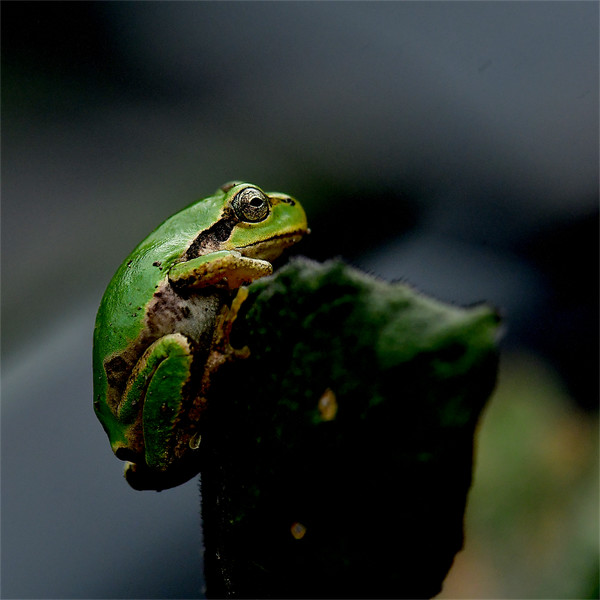 ニホンアマガエル