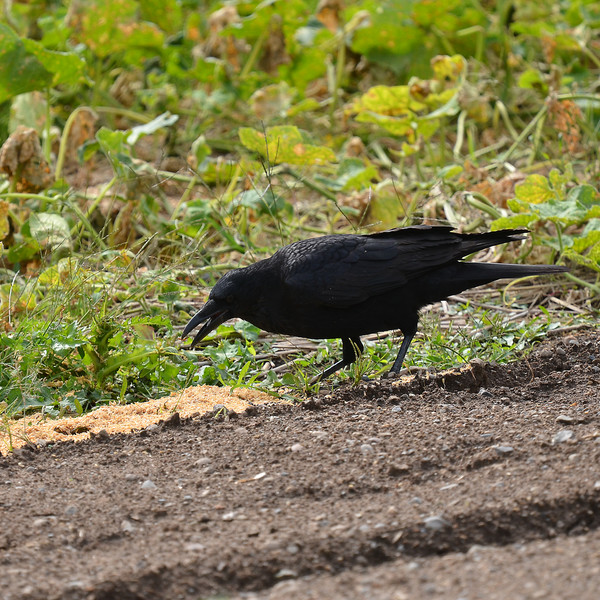 ハシボソガラス