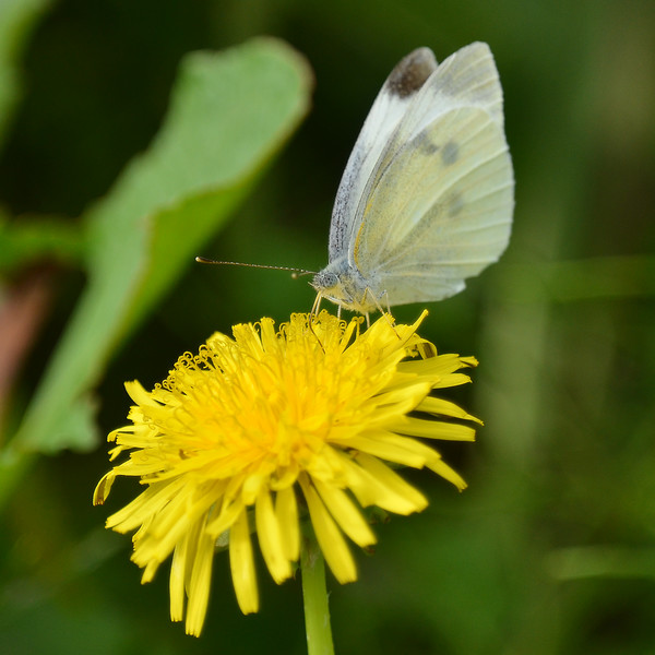 モンシロチョウ