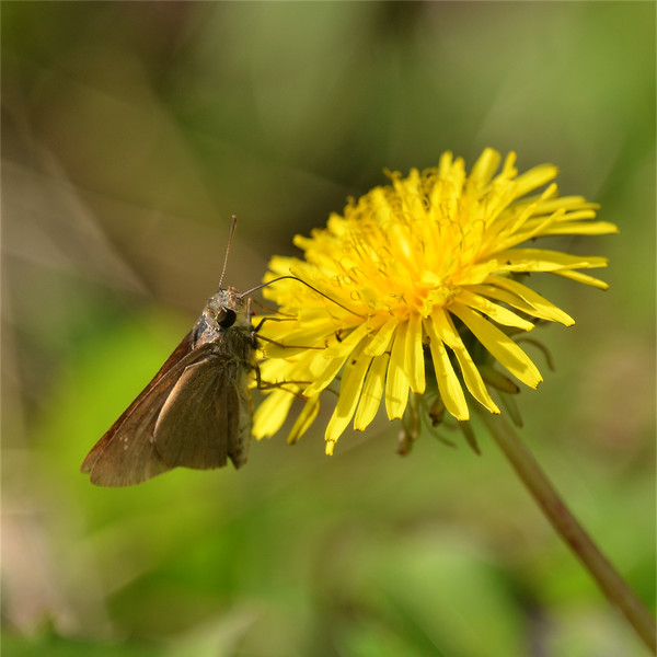 チャバネセセリ