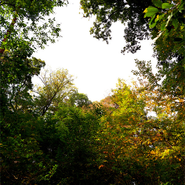 いつもの近所の森