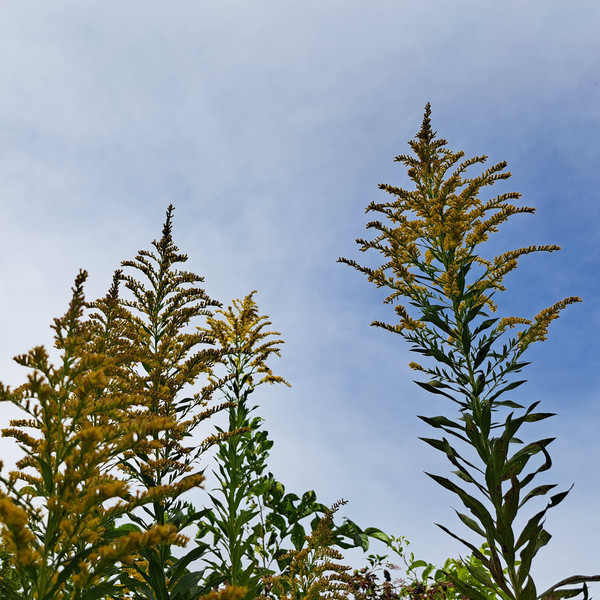 セイタカアワダチソウ