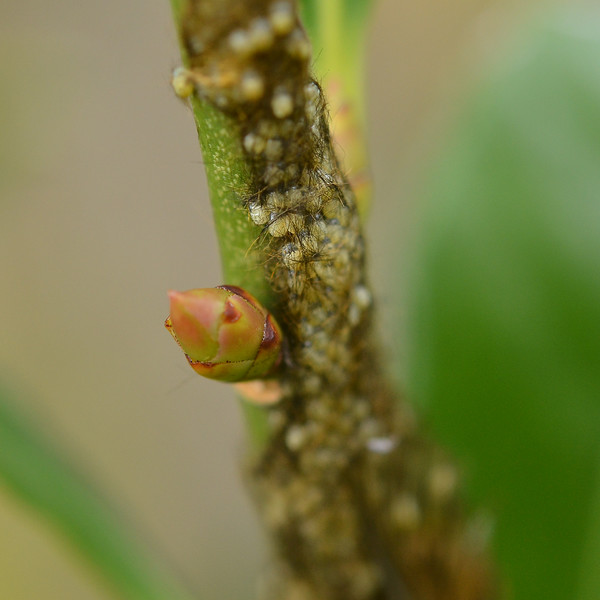 ミノウスバの卵塊