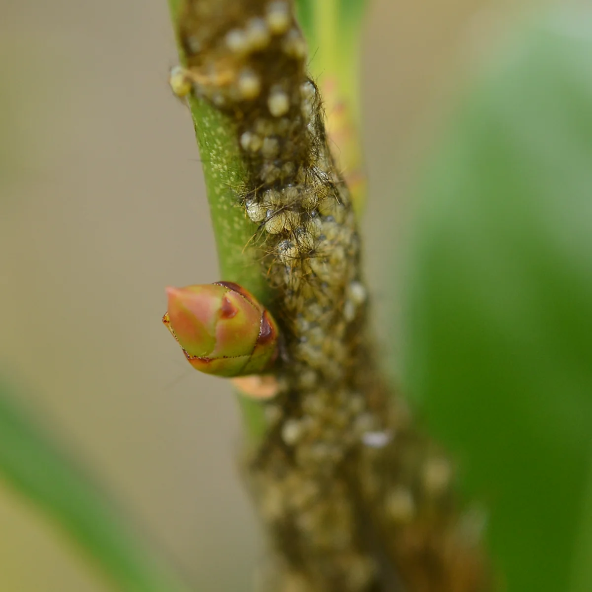 ミノウスバの卵塊
