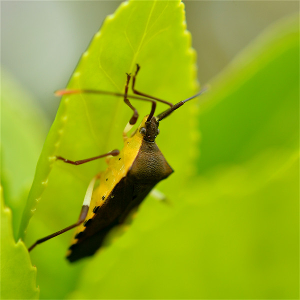 キバラヘリカメムシ