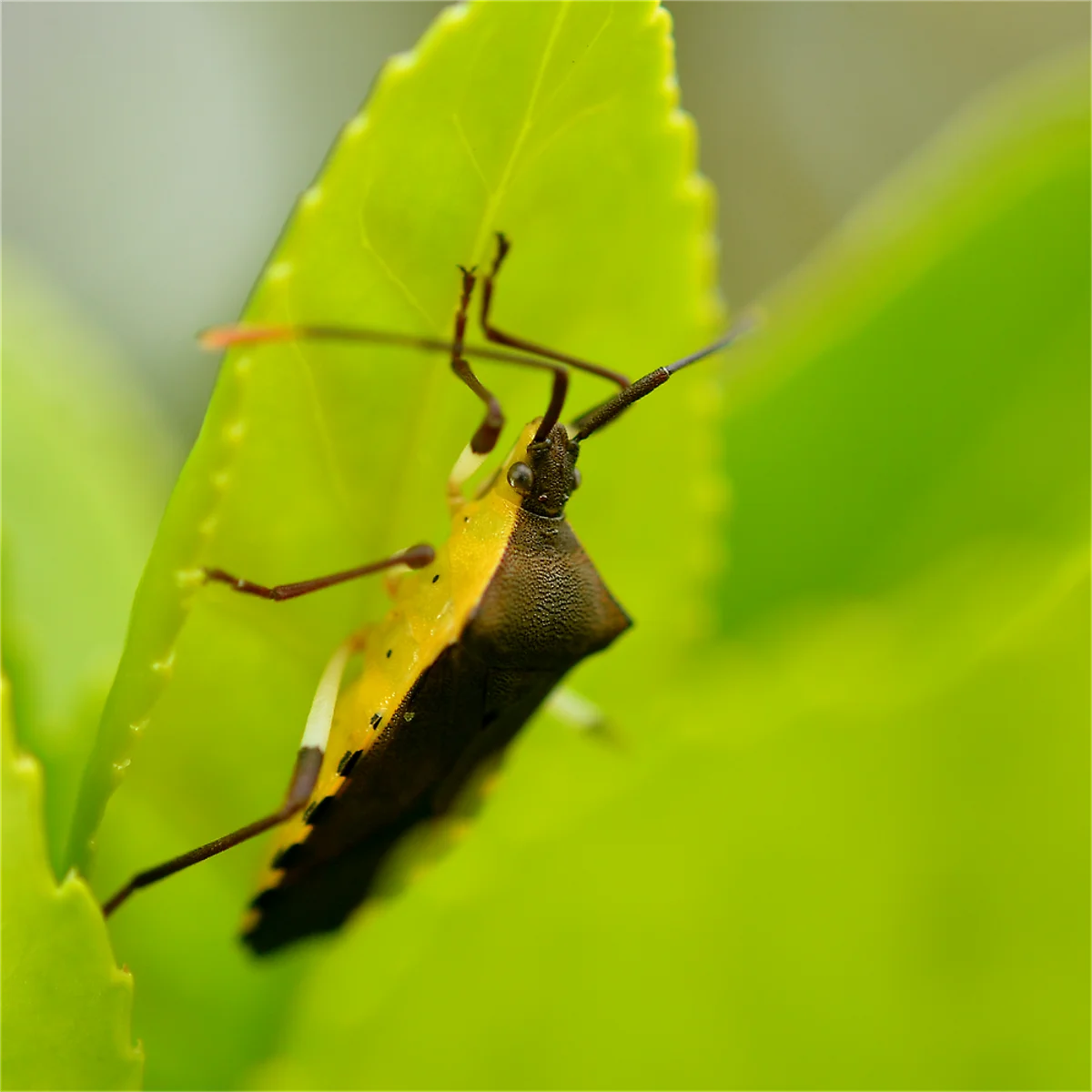 キバラヘリカメムシ