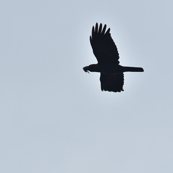 ハシボソガラス