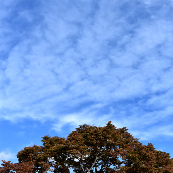 色づき始めた木の樹冠