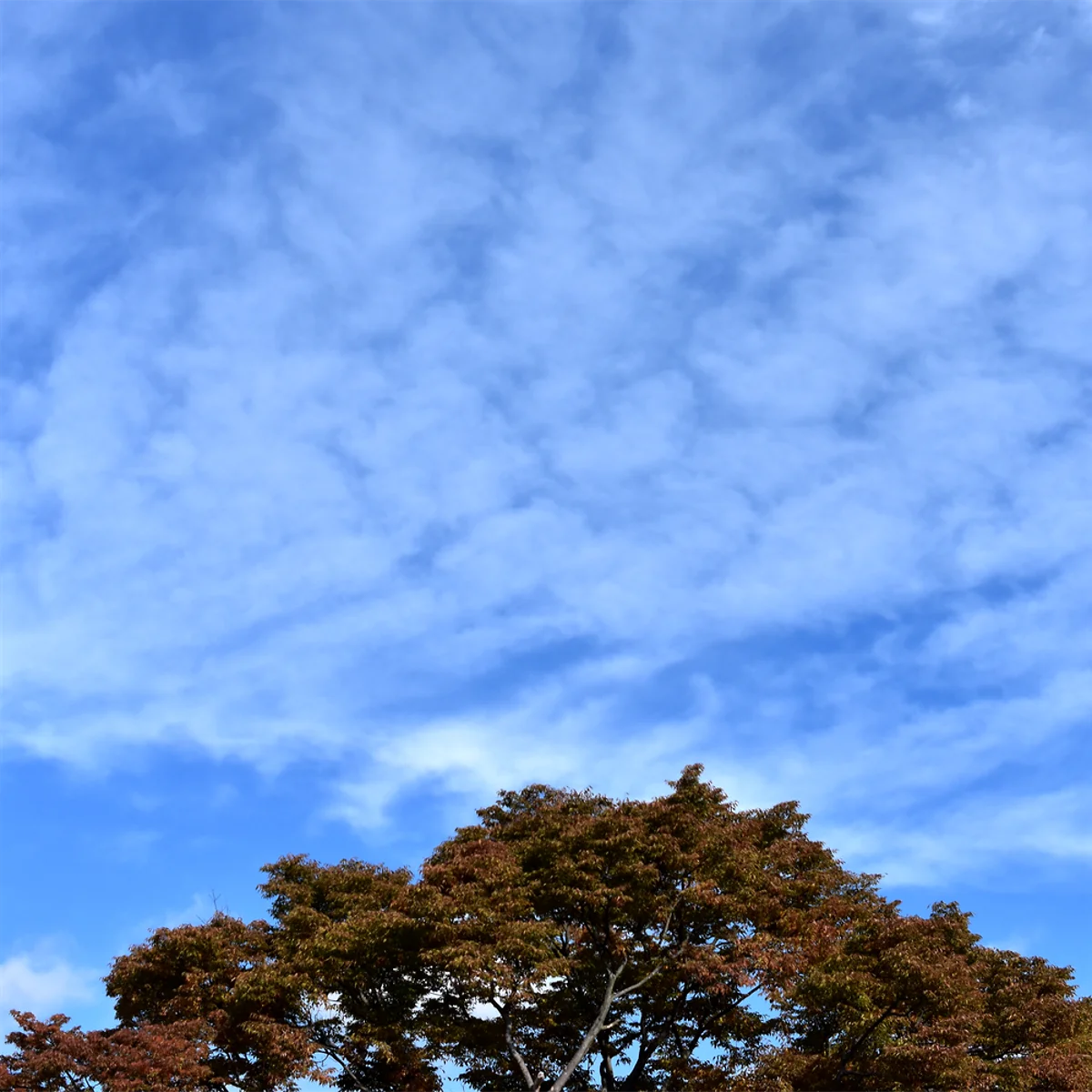 色づき始めた木の樹冠