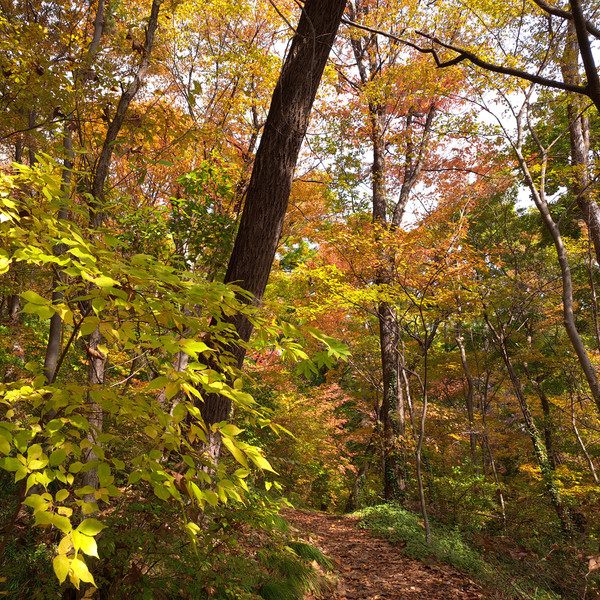 紅葉と黄葉の森