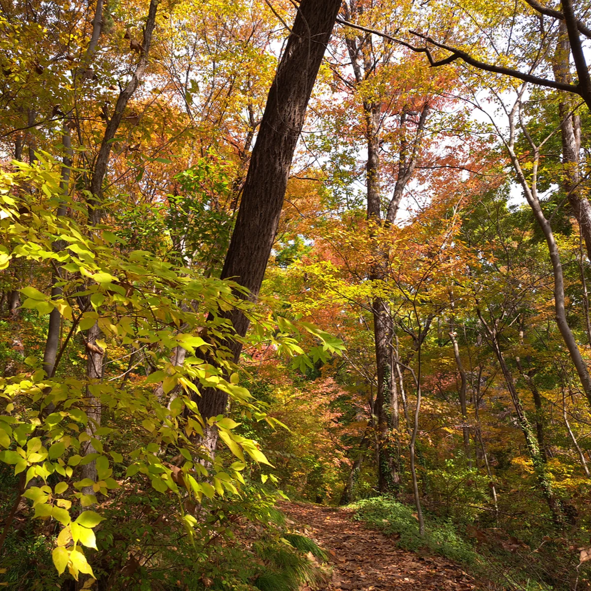 紅葉と黄葉の森
