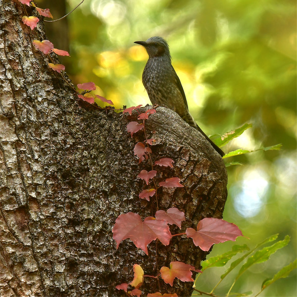 幹のこぶに止まるヒヨドリ