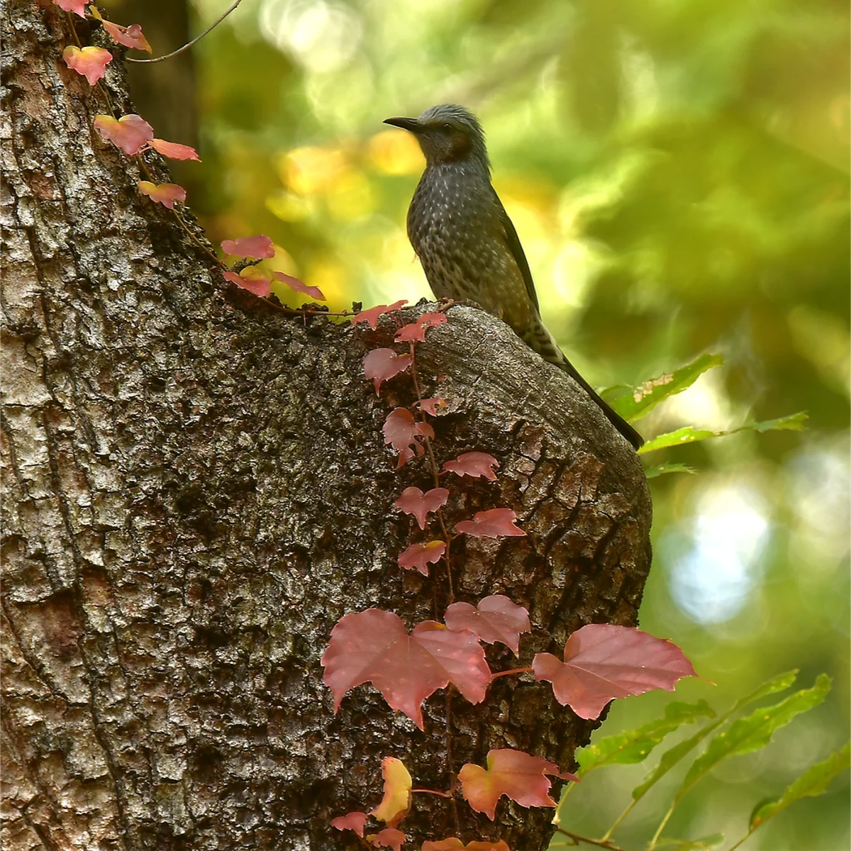 幹のこぶに止まるヒヨドリ