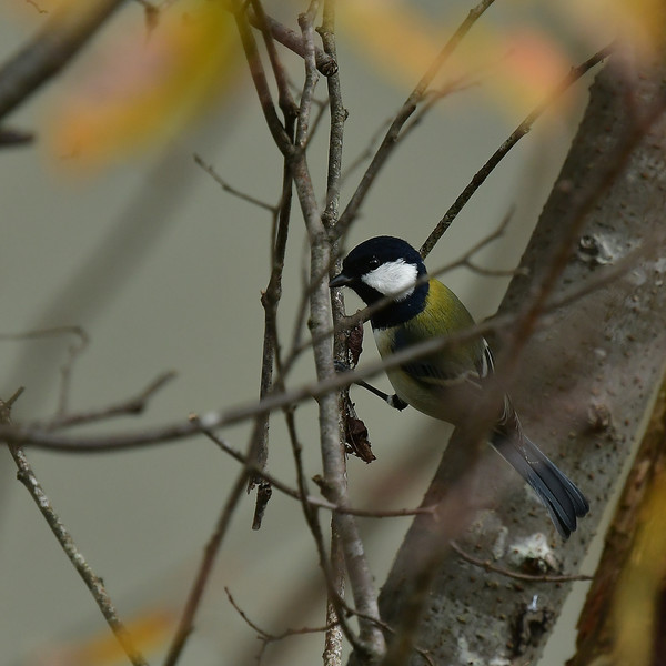 枝に止まるシジュウカラ