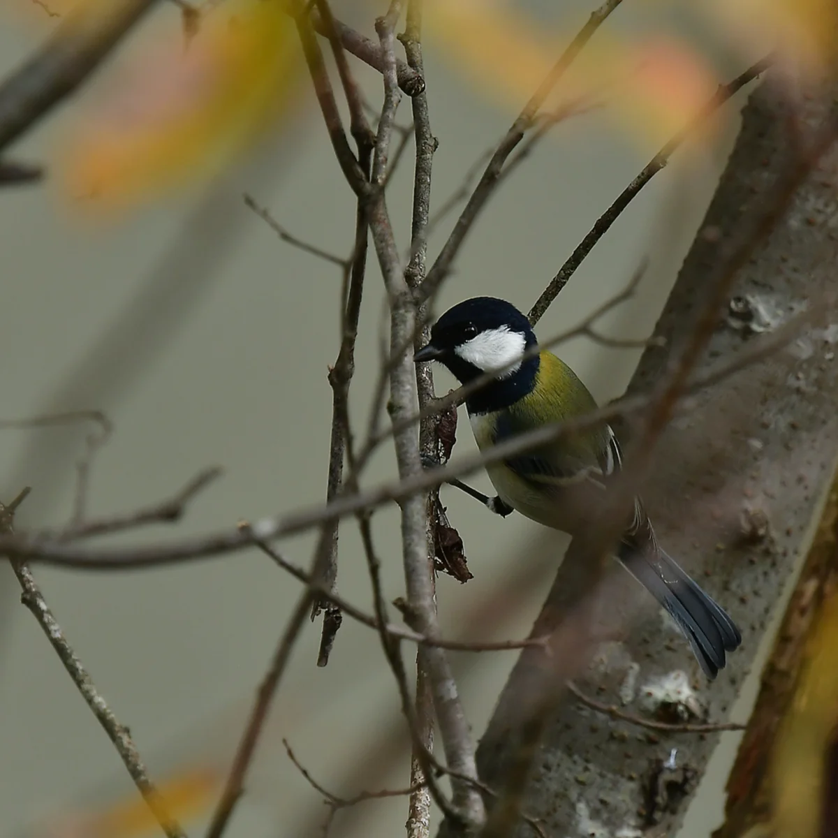 枝に止まるシジュウカラ