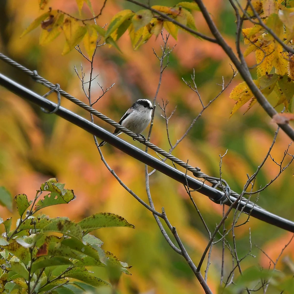 電線に止まるエナガ
